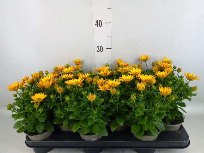 <h4>Osteospermum  'Senorita Solana'</h4>