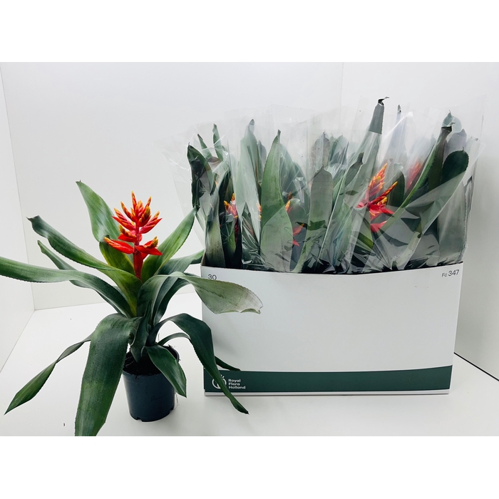 <h4>Aechmea Pepita Elegant Flames 12Ø 40cm</h4>