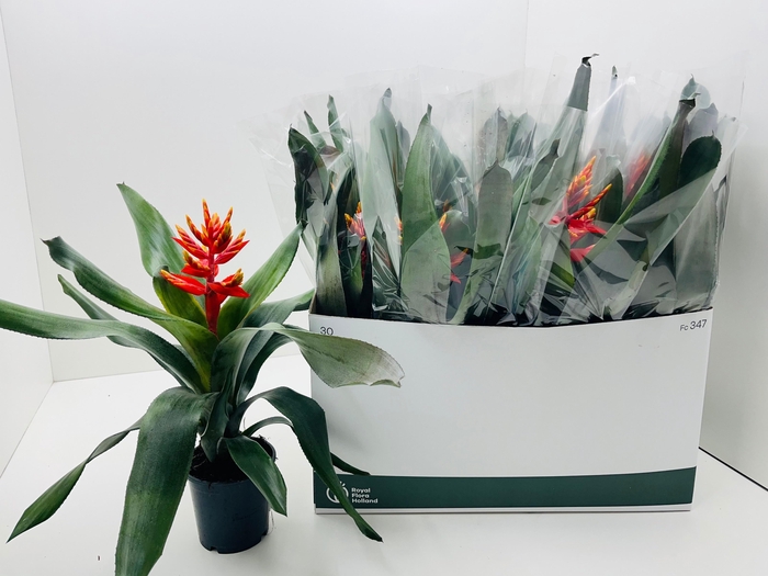 Aechmea Pepita Elegant Flames 12Ø 40cm