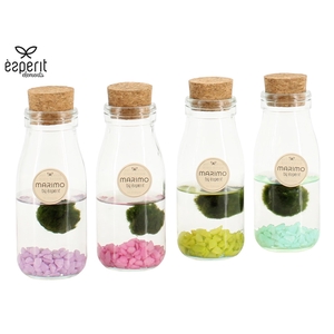 90941: Marimo arrangement