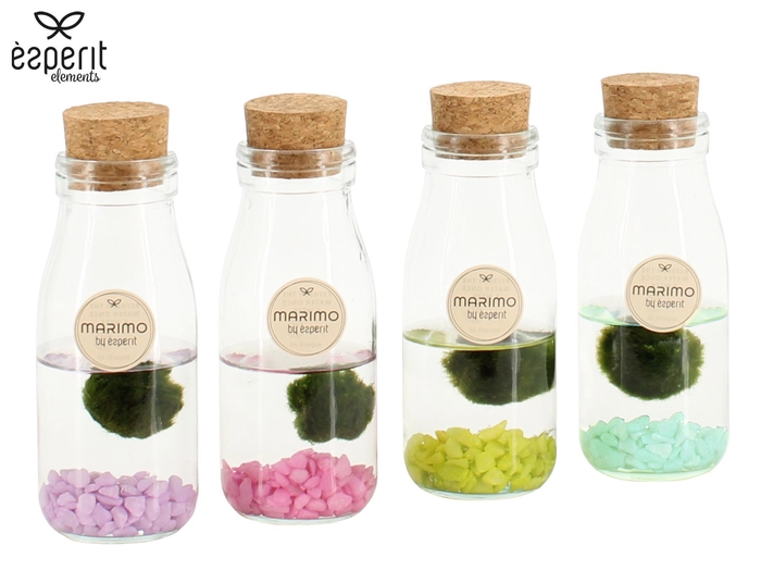 <h4>90941: Marimo arrangement</h4>