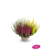 Calluna Garden Girls trio