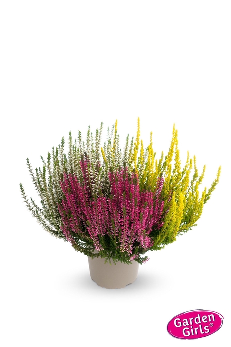 Calluna Garden Girls trio