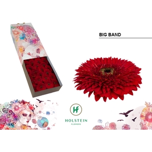 Gerbera Pomponi Big Band Doos