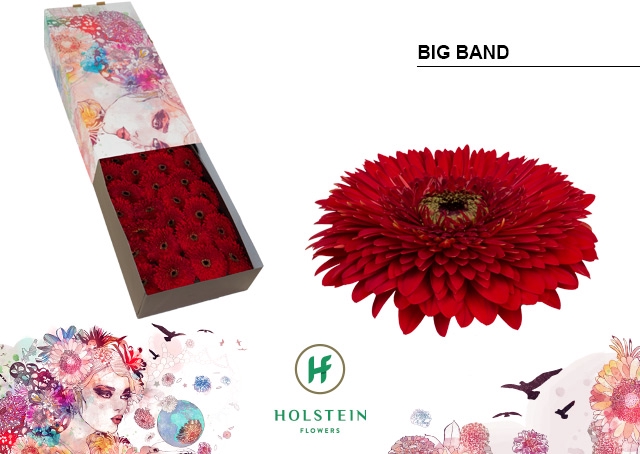 <h4>Gerbera Pomponi Big Band Doos</h4>