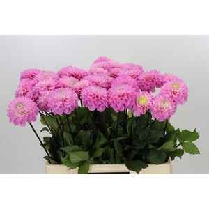 Dahlia Wizard of Oz