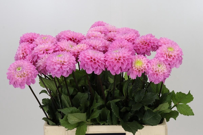<h4>Dahlia Wizard of Oz</h4>