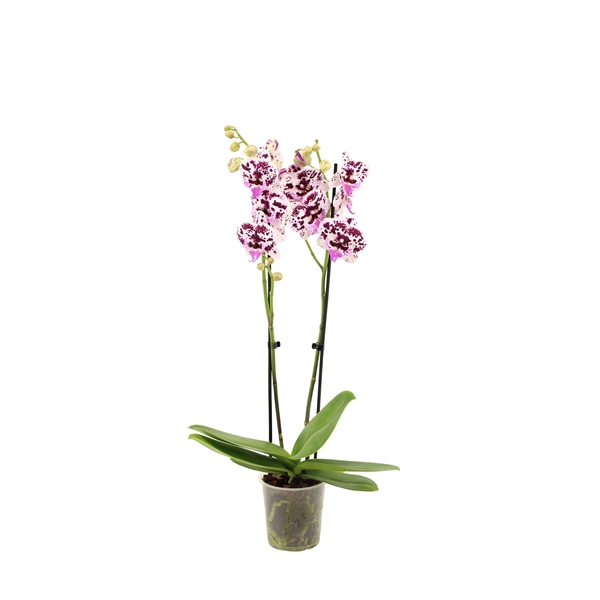 <h4>Phal Speechless Elegance 2T16+</h4>