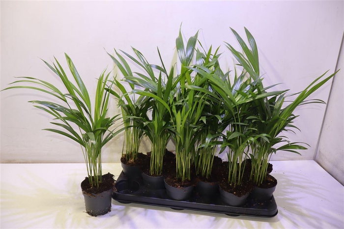 <h4>Dypsis Lutescens</h4>