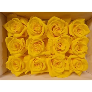 Ro Pres.. Yellow (4cm)