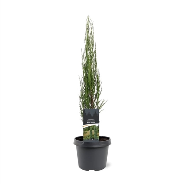 <h4>Juniperus scopulorum 'Blue Arrow' 50-60 C3</h4>