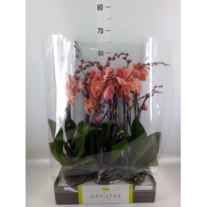 Phalaenopsis   ...orange