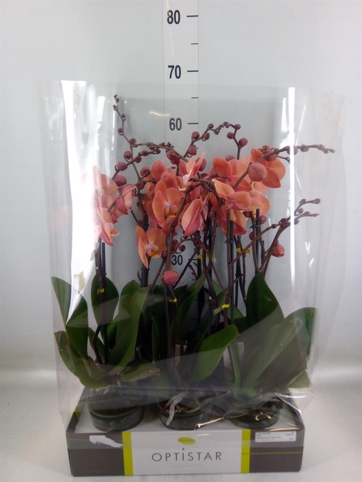 <h4>Phalaenopsis   ...orange</h4>