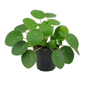 Pilea Peperomioides 12cm
