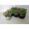 Calibrachoa Neon Rose