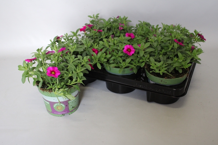 Calibrachoa Neon Rose