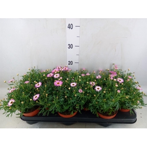 Argyranthemum  'La Rita Pink'