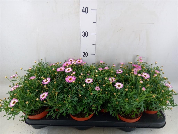 <h4>Argyranthemum  'La Rita Pink'</h4>