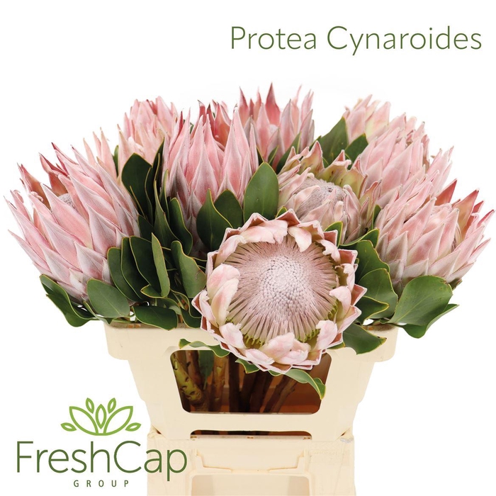 <h4>Protea Cynaroides</h4>