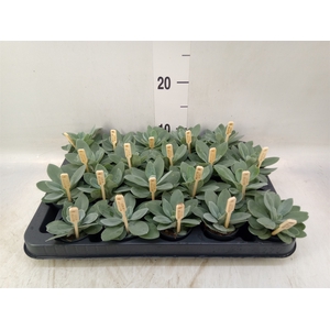 Senecio cephal. 'Mountain Fire'