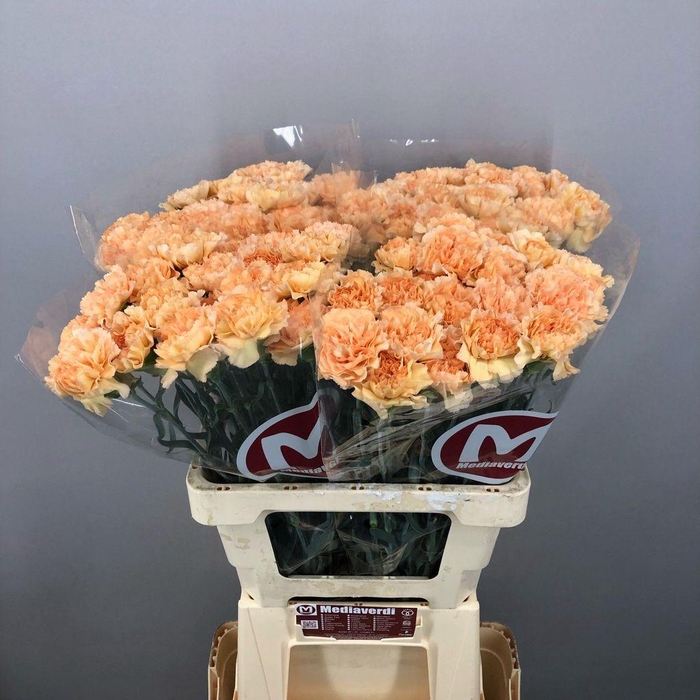 <h4>Dianthus st mandarin</h4>