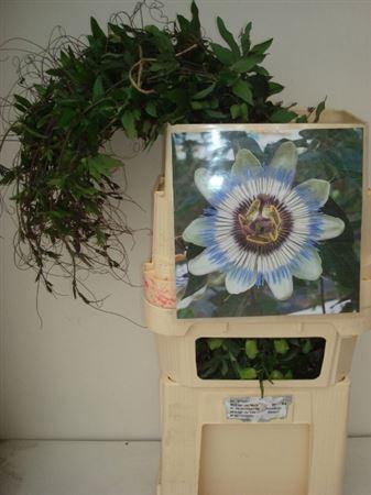<h4>Passieflora Ranken</h4>