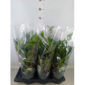 Zamioculcas zamiifolia