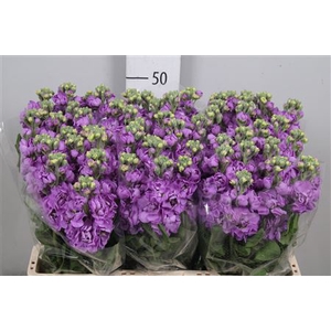 Matth Figaro Lavende