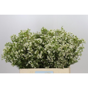 Chamelaucium Ofir