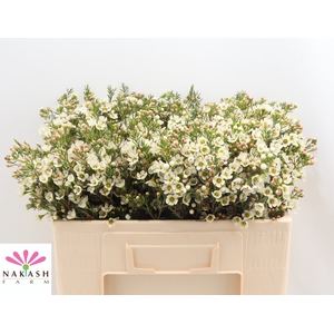 Cham Un Crystal Pearl