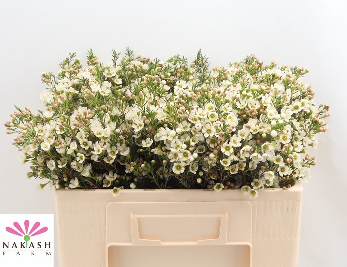 <h4>Cham Un Crystal Pearl</h4>