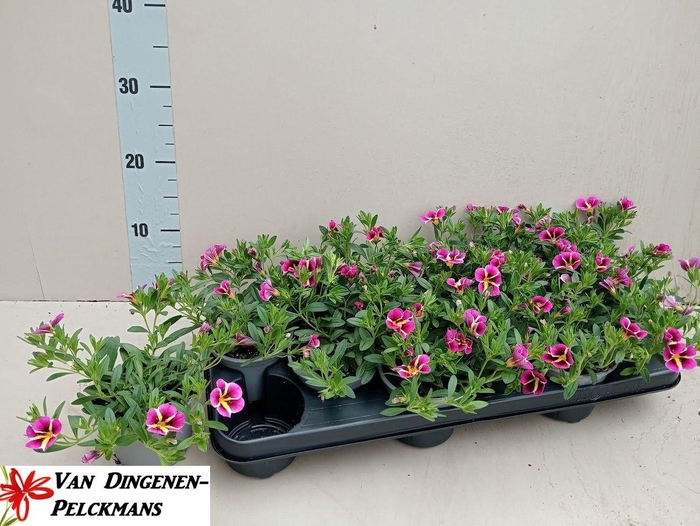 <h4>CALIB RAV PINK</h4>