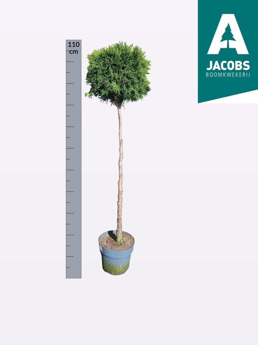 <h4>THUJA O SMARAGD</h4>