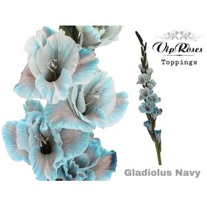 Glad Gr Navy