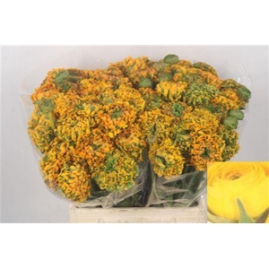 Ran Pon-pon Merlino Dark Yellow Ex ( Green )