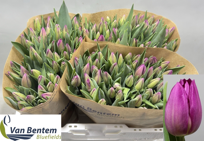 <h4>TU EN GOMERA</h4>