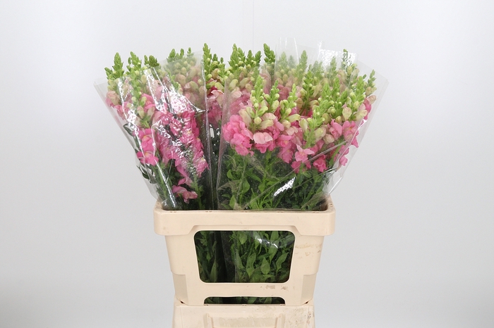 <h4>Antir Maryland Pink</h4>