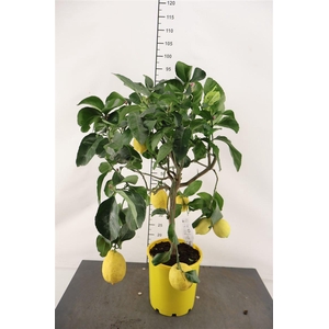 Citrof. Citroen 5+ Vrucht 21 Cm. Pot