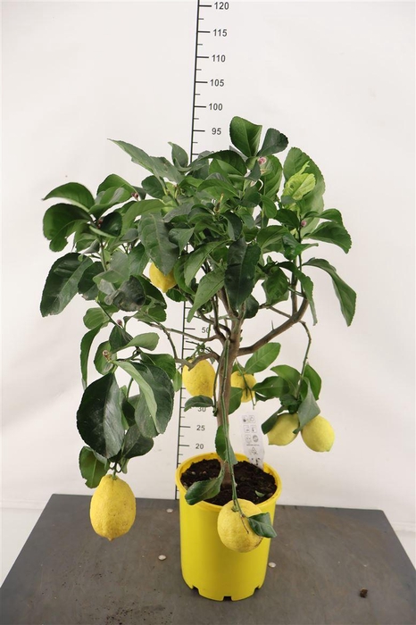 <h4>Citrof. Citroen 5+ Vrucht 21 Cm. Pot</h4>