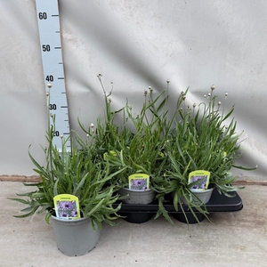 Catananche