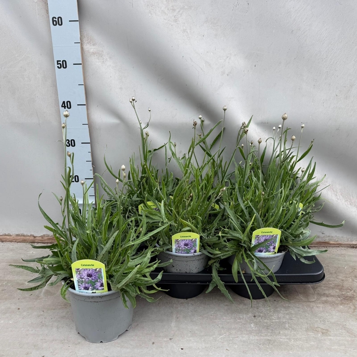 <h4>Catananche</h4>