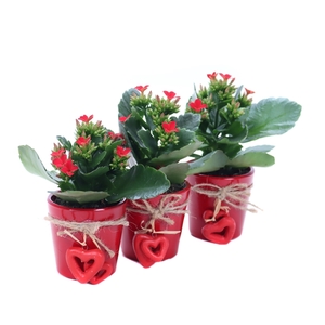 Kalanchoe rood in rode sierpot met hartjes aan touw