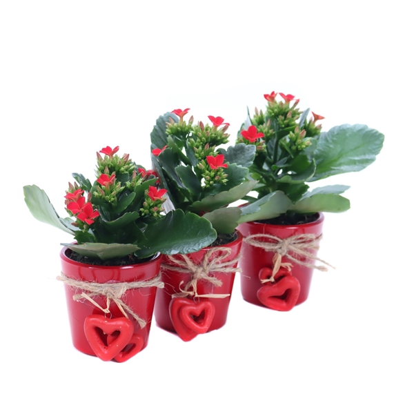 <h4>Kalanchoe rood in rode sierpot met hartjes aan touw</h4>