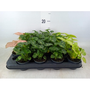 Syngonium   ...mix