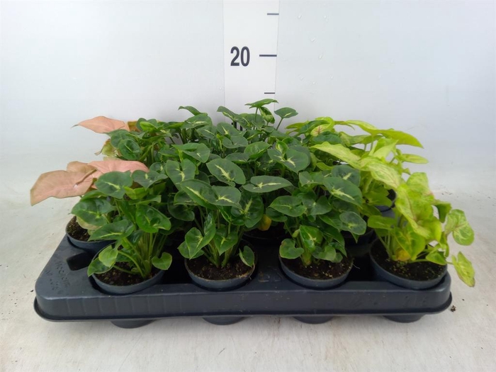 <h4>Syngonium   ...mix</h4>