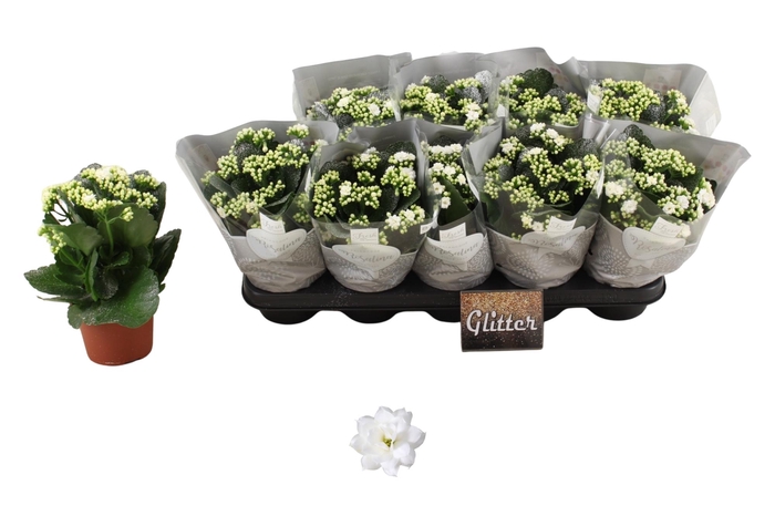 <h4>KAL GE DON DIONE</h4>