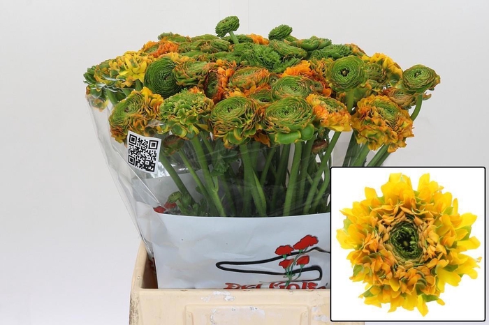 <h4>RAN PON PON MERLINO</h4>