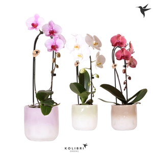 Kolibri Orchids Cascade Niagara Fall mix 1 spike in Gradience pot mix