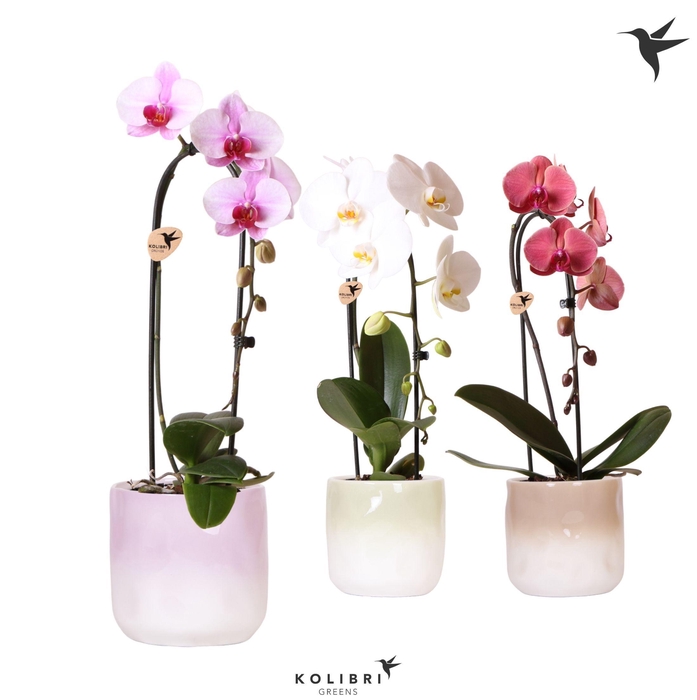 <h4>Kolibri Orchids Cascade Niagara Fall mix 1 spike in Gradience pot mix</h4>