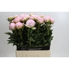Paeonia Pillow Talk